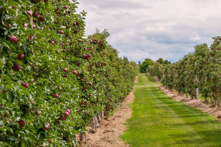 Rows of apple trees supported by an orchard trellis system, showing healthy fruit growth and organized spacing for efficient harvesting
